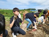 충주 용원초 고구마 캐기 체험활동