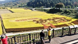 유기농엑스포 아쉬움 달래는 황금 물결