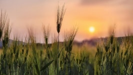 충주 탄금공원 `초록빛 물결