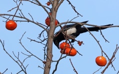 까치밥 먹는 까치
