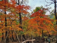 속리산 단풍 이번 주말 절정