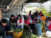 진천군 덕산읍 행정복지센터 직원 일손돕기
