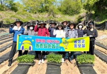 음성군 공무원 영농철 농촌 일손돕기 전개