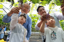 크라운해태제과, 영동포도 체험행사