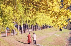 올해도 찾아온 괴산 황금빛 터널