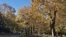 청주시 가로수길 황화현상으로 `몸살
