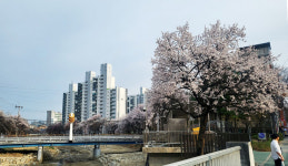 청주 가경천변 봄 활짝