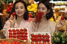 [포토뉴스] 1년 내내 딸기를 맛본다... PK마켓/SSG푸드마켓, 신품종 딸기 출시