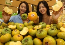 [포토뉴스] 롯데마트, 창원 태추 단감 출시...산지뚝심 프로젝트