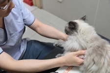반려동물 비상상황 대비 24시 야간 동물병원 미리 파악해둬야 신속한 대처 가능