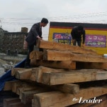 산림청, 소나무류 이동 특별단속 실시