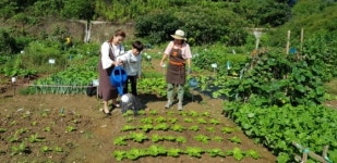 관악구, 도시텃밭 분양받고 도시농부가 되어보세요!