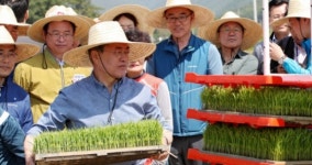 문재인 대통령, 경주 옥산마을서 모내기