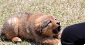 말복 중복, 서양에선 ‘Dog day가 있다?