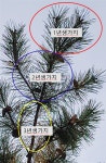 [안희성의 조경칼럼] 겨울 맞이해 소나무 수형 관리해야