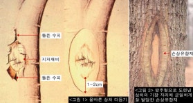 어린 상처 재빨리 가장자리 다듬어야