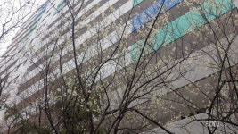 아파트 단지에 핀 매화