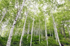 오지 마을 초록 힐링 영양자작나무숲