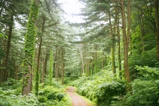 걷고 사색하고 치유···가평 잣향기푸른숲 <1>