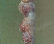 많은 양의 감로 분비, 열매 피해 및 그을음병 유발