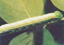 회화나무 식재 늘면서 생활권 피해 증가