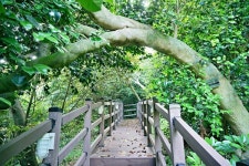 상록수림 울창한 둘레길 산책, 보령 외연도