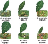 [박찬열의 숲과 삶] 다람쥐의, 다람쥐에 의한, 다람쥐를 위한 도토리나무