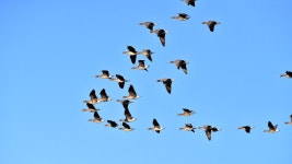 [박찬열의 숲과 삶] 문안견매(聞雁見梅), 기러기 소리를 듣고 매화 향을 보니