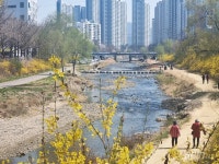 도심 산책길에 활짝 핀 개나리