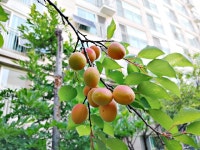 [조길익의 조경더하기] 질박하게 살아온 서민 같은 살구나무