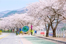피크닉부터 드라이브까지···벚꽃 명당 영천 임고강변공원