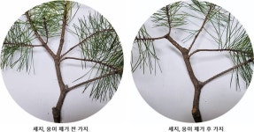석송조경하는사람등 | [조경] 형태미·공간감·균형감 모두 뛰어난 반송의 관리는?