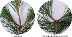 ((주)부여보령원목조경) | [조경] 형태미·공간감·균형감 모두 뛰어난 반송의 관리는?