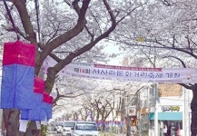 [김재희의 여행몰이] 설레이는 봄, 제주 왕벚꽃 축제 