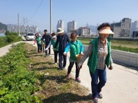동네 곳곳에 꽃길과 꽃동산 .. 김해시 칠산서부동, 코스모스 산책로 조성