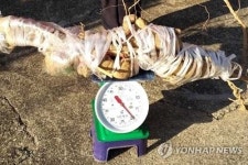 대형 하눌타리 뿌리 포함 610㎝ 발견..폐를 튼튼하게 하는 민간요법에 쓰여