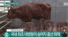 국내 첫 한우 송아지 네쌍둥이 경사났네..경북 상주 축산농가서 20여일 조산