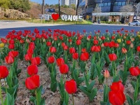 봄꽃 보며 힐링하세요..인천 남동구, 장수천변 튤립 만개