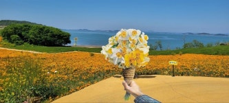 신안군, 봄의 섬 ‘선도’ 금영화 장관..컬러마케팅도 지속 추진