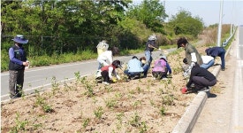 나주 다시면, 민관 함께 꽃길조성 본격 추진..원동삼거리 목수국 코스모스 식재