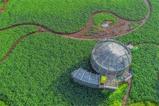 백련의 사랑 무안연꽃축제 오세요..생태관광 메카 회산백련지 21~24일 열려