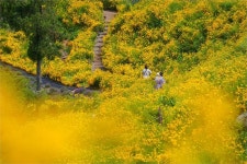 [이곳이 핫스팟] 사계절 아름다운 꽃섬 거제, 봄이 활짝 피다..여름 수국도 장관