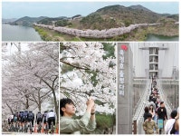 [이곳이 핫스팟] 임실군, 옥정호 벚꽃길 인산인해..출렁다리·붕어섬 생태공원 연일 북적