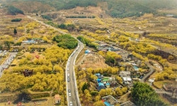 제26회 구례산수유꽃축제 내달 15일 개막..임창정·나태주 등 인기가수 공연 다채