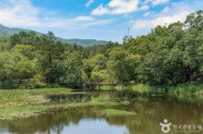 [주말어디] 단풍이 물드는 가을..노랗게 물든 은행나무숲길 걸을까