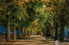[주말어디] 단풍이 물드는 가을..노랗게 물든 은행나무숲길 걸을까