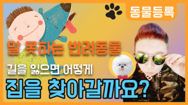 동물등록 시행6년, 여전히 반려동물은 떨고있다…유튜브 도그캐슬(도캐철이) 캠페인시작