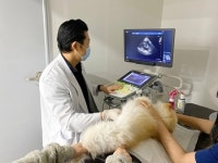 반려동물 심장 질환의 주요 증상과 치료방법은?