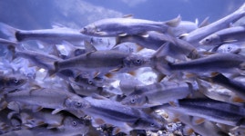 5대강 주변 장내 기생충 발견율 4.4%…60대 남성이 9%로 최대