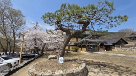 [포토] 혈우환우 S의 산 이야기 - 김제 금산사 미륵전